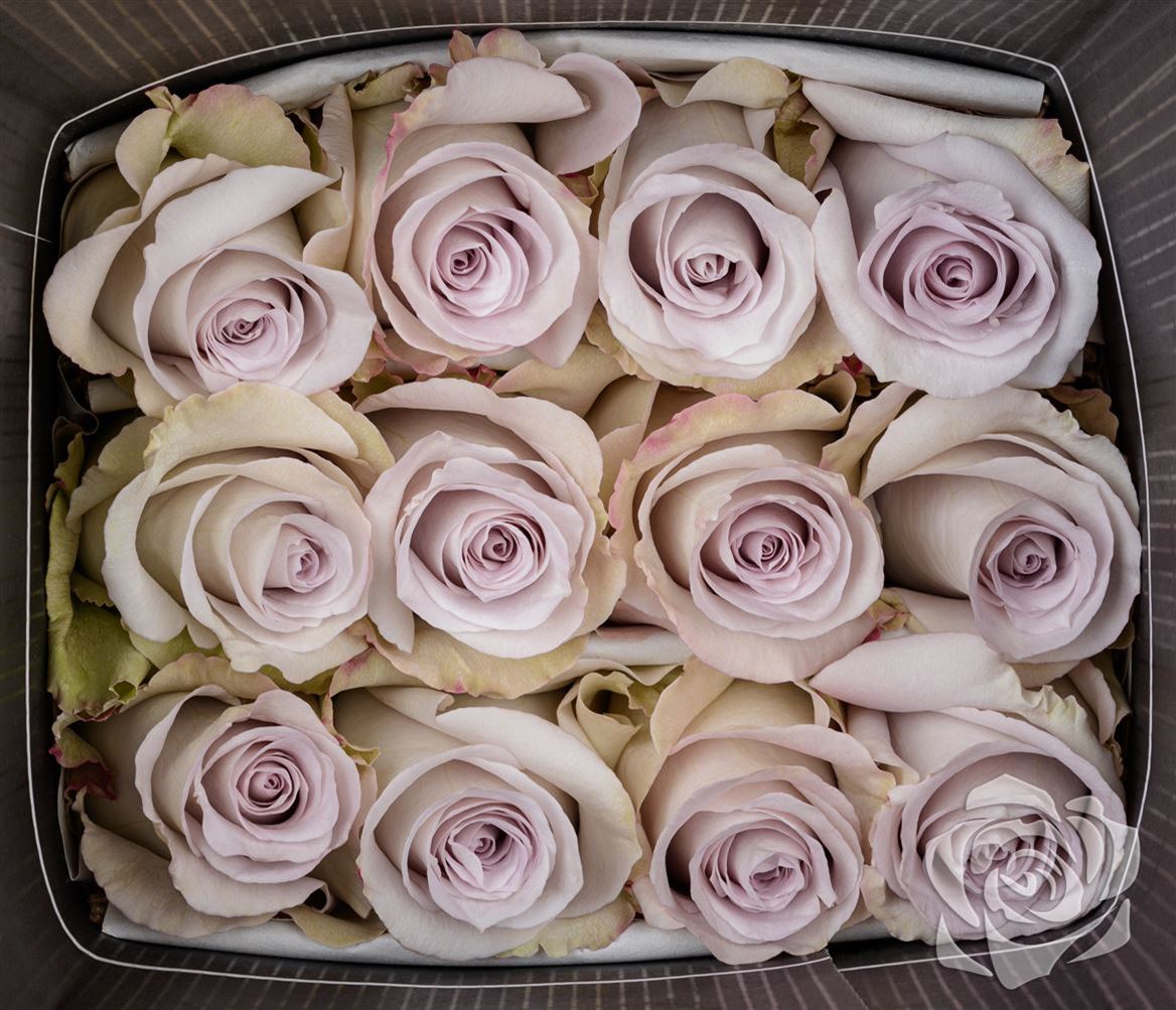 Ecuador Rosen